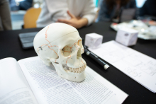 Model anatomiczny czaszki leżący na stronach z książki.
