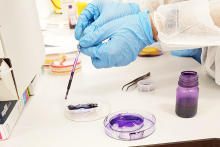 Osoba w białym fartuchu i niebieskich rękawiczkach trzyma pipetę nad szalką Petriego. Nakłada fioletowy roztwór na próbkę. Obok stoją druga szalka z fioletową cieczą, mała butelka z tym samym kolorem i metalowa pęseta. Na blacie widać pudełka i kolorowe elementy w tle.