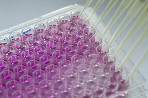 Plastic laboratory plate with 96 wells filled with pink liquid. In upper right corner, eight white pipettes simultaneously dispensing liquid. Bright background.
